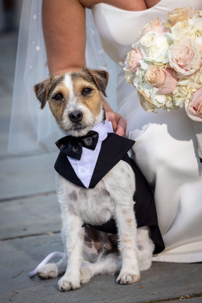 jack russell terrier dog in wedding tuxedo
