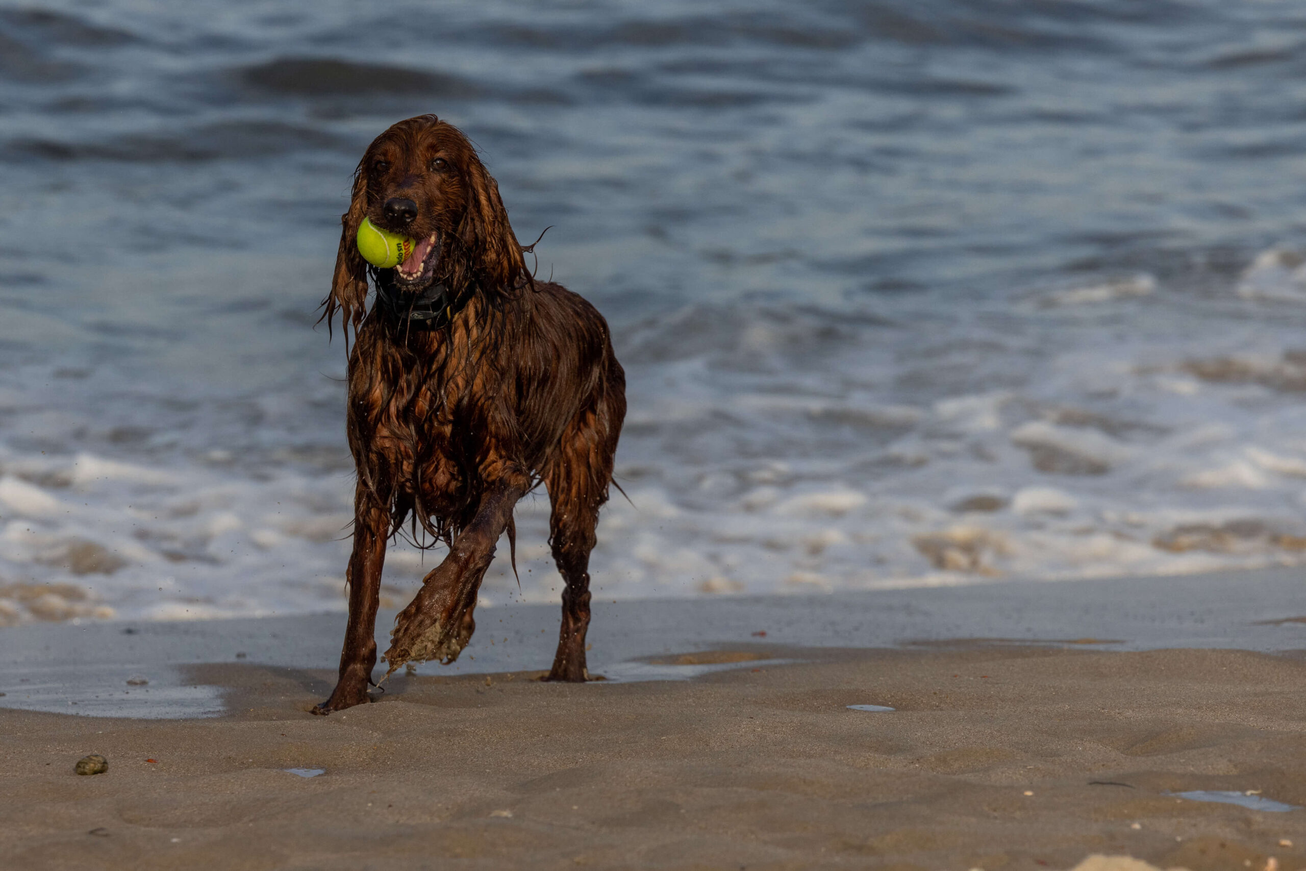 wet brown dog playing and running with tennis ball at the beach